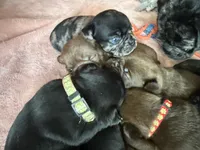 Blue , a male Pug for sale in Bloomington, IL – 9 of 10