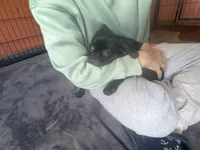 Charles, a male Pug and Brussels Griffon for sale in Bloomington, IL – 7 of 10