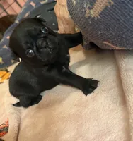 Chip, a male Pug for sale in Bloomington, IL – 5 of 10