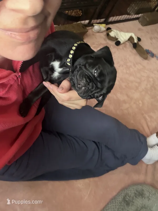 Pippa  – Pug puppy for sale in Bloomington, IL