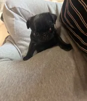 Patty, a female Pug for sale in Bloomington, IL – 9 of 10