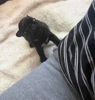 Ted, a male Pug for sale in Bloomington, IL – 4 of 10