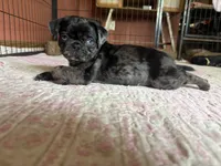 Blue , a female Pug for sale in Bloomington, IL – 2 of 10