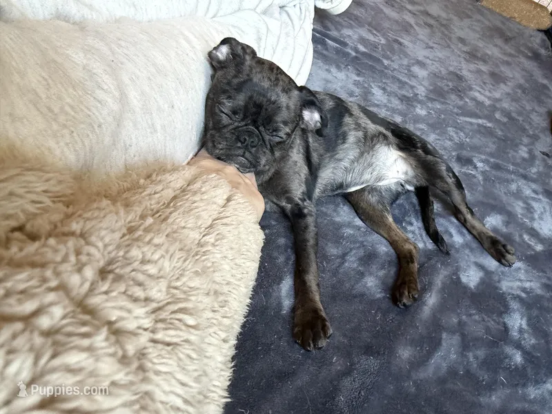 Marina – Pug, Brussels Griffon puppy for sale in Bloomington, IL