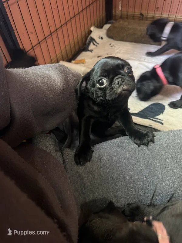 Berry – Pug puppy for sale in Bloomington, IL