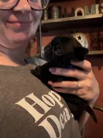 Earl, a male Pug for sale in Bloomington, IL – 3 of 10