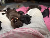 Nuggie, a male Pug for sale in Bloomington, IL – 7 of 10
