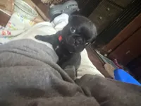 Berry, a male Pug for sale in Bloomington, IL – 8 of 10