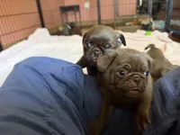 Kevin 🍫, a male Pug for sale in Bloomington, IL – 10 of 10