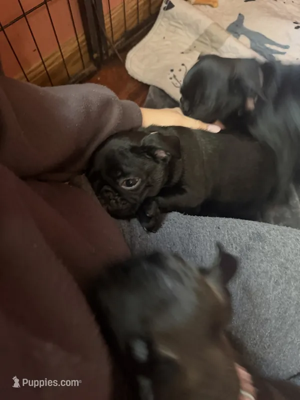 Berry – Pug puppy for sale in Bloomington, IL