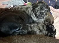 Beans, a male Pug for sale in Bloomington, IL – 7 of 10