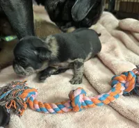 Coraline, a female Pug for sale in Bloomington, IL – 4 of 10