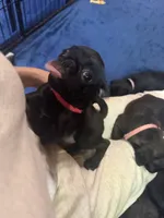 Petal, a female Pug for sale in Bloomington, IL – 6 of 10