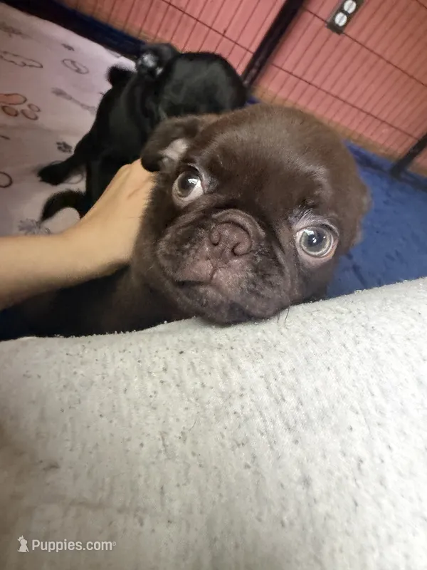 Count Chocula Jr. 🍫 – Pug puppy for sale in Bloomington, IL