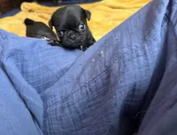Nuggie, a male Pug for sale in Bloomington, IL – 9 of 10