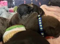 Coraline, a female Pug for sale in Bloomington, IL – 3 of 10