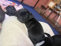 Nugget, a male Pug for sale in Bloomington, IL – 9 of 9
