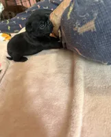 Chip, a male Pug for sale in Bloomington, IL – 7 of 10
