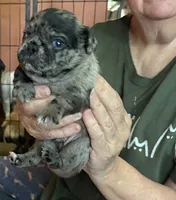 Beans, a male Pug for sale in Bloomington, IL – 3 of 10