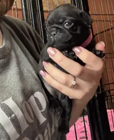 Petal, a female Pug for sale in Bloomington, IL – 2 of 10