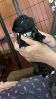 Snowy, a female Pug for sale in Bloomington, IL – 4 of 10