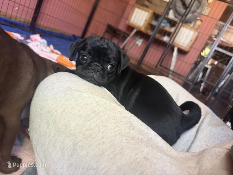 Nugget – Pug puppy for sale in Bloomington, IL