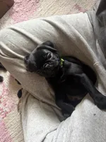 Max, a male Pug for sale in Bloomington, IL – 9 of 10