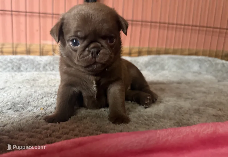 Lila 🍫  – Pug puppy for sale in Bloomington, IL