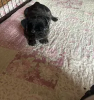 Blue , a female Pug for sale in Bloomington, IL – 5 of 10
