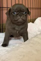 Lila 🍫 , a female Pug for sale in Bloomington, IL – 6 of 10