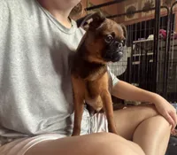 Rex, a male Brussels Griffon for sale in Bloomington, IL – 7 of 10