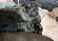 Beans, a male Pug for sale in Bloomington, IL – 10 of 10