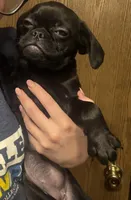 Pearl, a female Pug and Brussels Griffon for sale in Bloomington, IL – 3 of 10