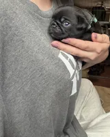 Nemo, a male Pug for sale in Bloomington, IL – 5 of 10