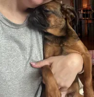 Rex, a male Brussels Griffon for sale in Bloomington, IL – 5 of 10