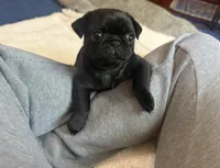 Patty, a female Pug for sale in Bloomington, IL – 10 of 10