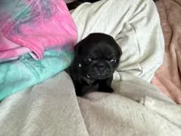 Snowy, a female Pug for sale in Bloomington, IL – 8 of 10