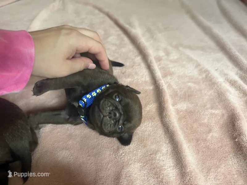 Count Chocula Jr. – Pug puppy for sale in Bloomington, IL