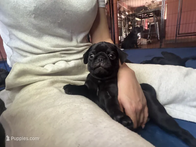 Earl – Pug puppy for sale in Bloomington, IL