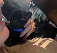 Earl, a male Pug for sale in Bloomington, IL – 5 of 10