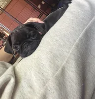 Marie, a female Pug for sale in Bloomington, IL – 4 of 10