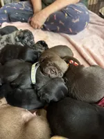 Kevin, a male Pug for sale in Bloomington, IL – 2 of 10