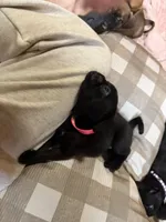 Minnie, a female Pug and Brussels Griffon for sale in Bloomington, IL – Photo 4 of 10