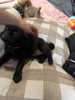 Minnie, a female Pug and Brussels Griffon for sale in Bloomington, IL – Photo 5 of 10