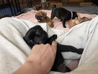 Minnie, a female Pug and Brussels Griffon for sale in Bloomington, IL – Photo 9 of 10