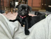 Minnie, a female Pug and Brussels Griffon for sale in Bloomington, IL – Photo 3 of 10