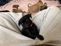 Minnie, a female Pug and Brussels Griffon for sale in Bloomington, IL – Photo 7 of 10