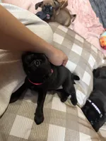 Minnie, a female Pug and Brussels Griffon for sale in Bloomington, IL – Photo 2 of 10