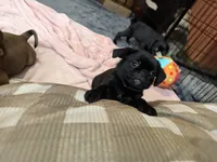 Minnie, a female Pug and Brussels Griffon for sale in Bloomington, IL – Photo 8 of 10