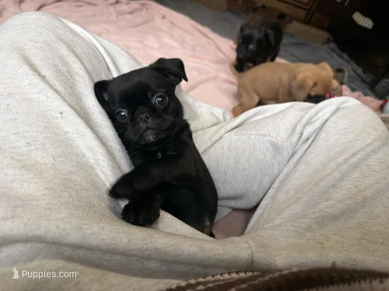 Minnie – Pug, Brussels Griffon puppy for sale in Bloomington, IL
